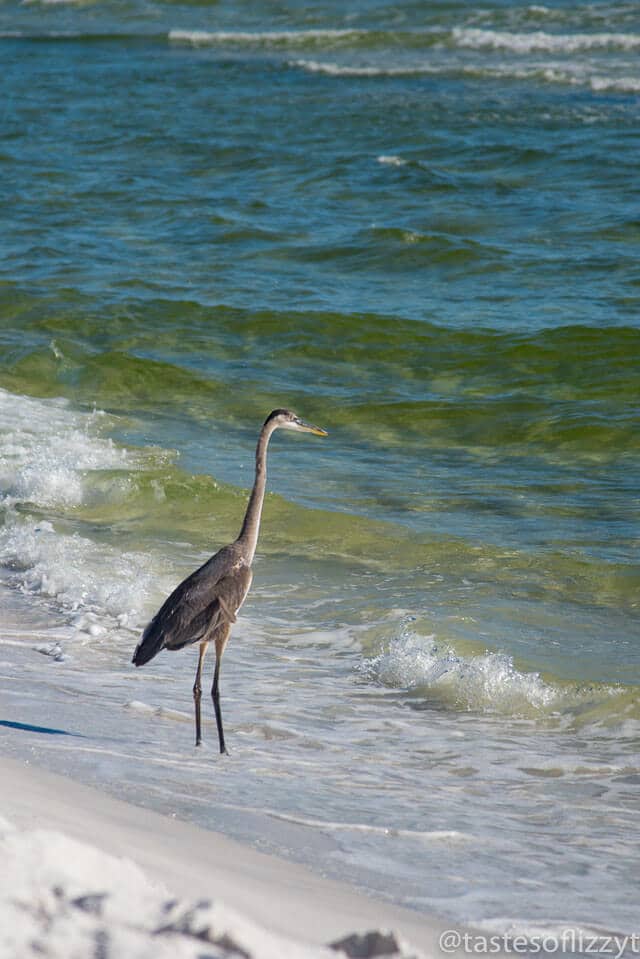 Vacationing in Destin, Florida in December