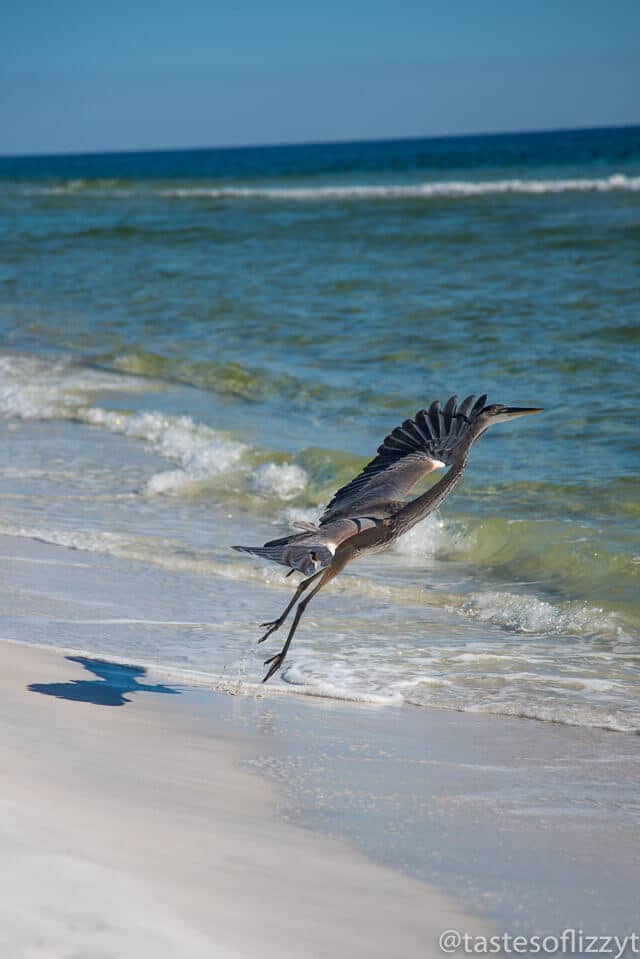 Vacationing in Destin, Florida in December