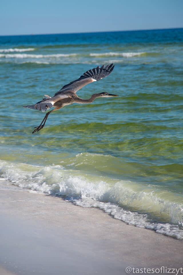 Vacationing in Destin, Florida in December