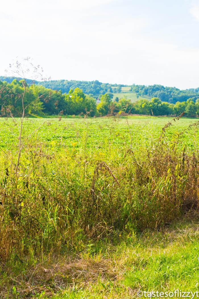 ohio-amish-country-5