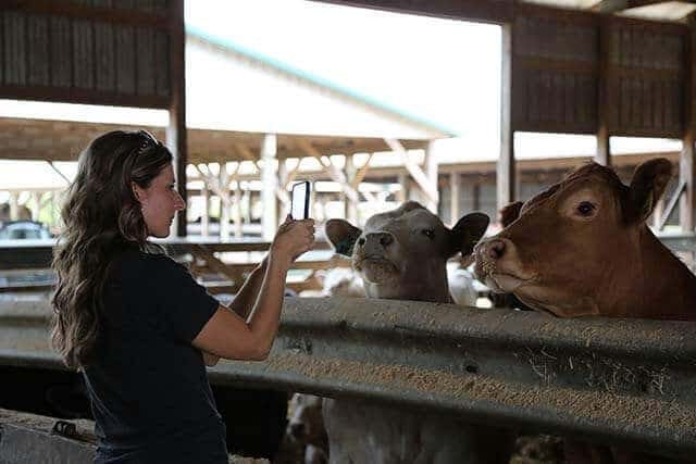 A person standing in front of a fence looking at a cow