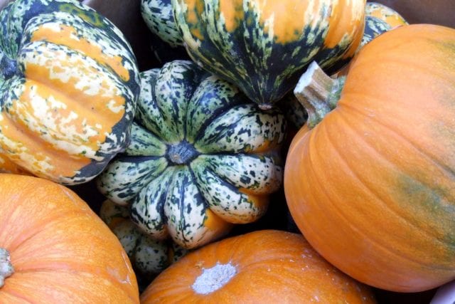 a variety of fresh pumpkins