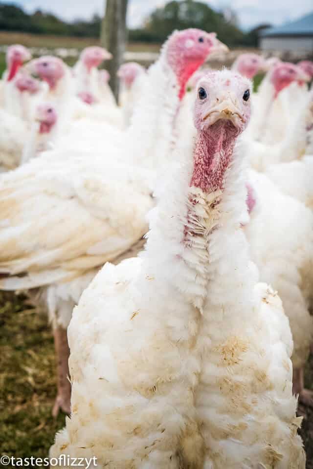free range turkey farm
