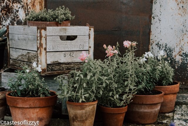 A group of bushes in a pot