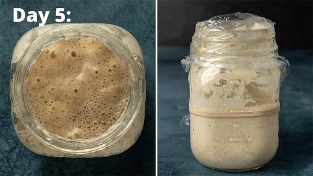 day 5 sourdough starter