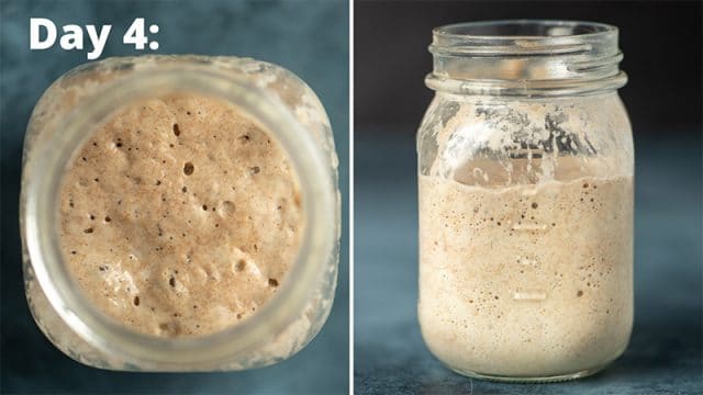 day 4 sourdough starter