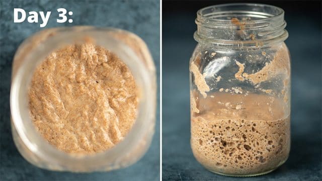 day 3 sourdough starter