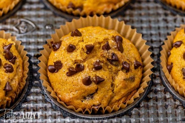 pumpkin chocolate chip muffins in a muffin tin