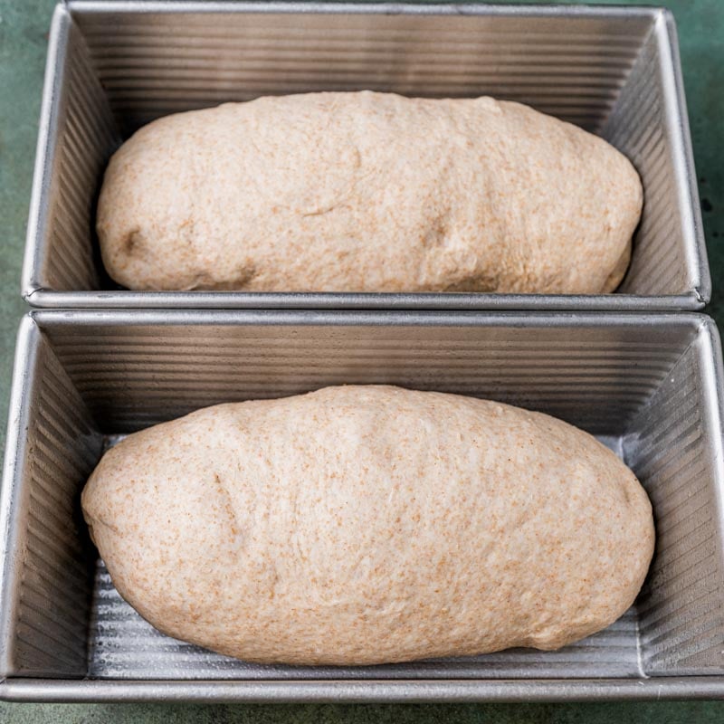 unrisen whole wheat sourdough bread dough in pans