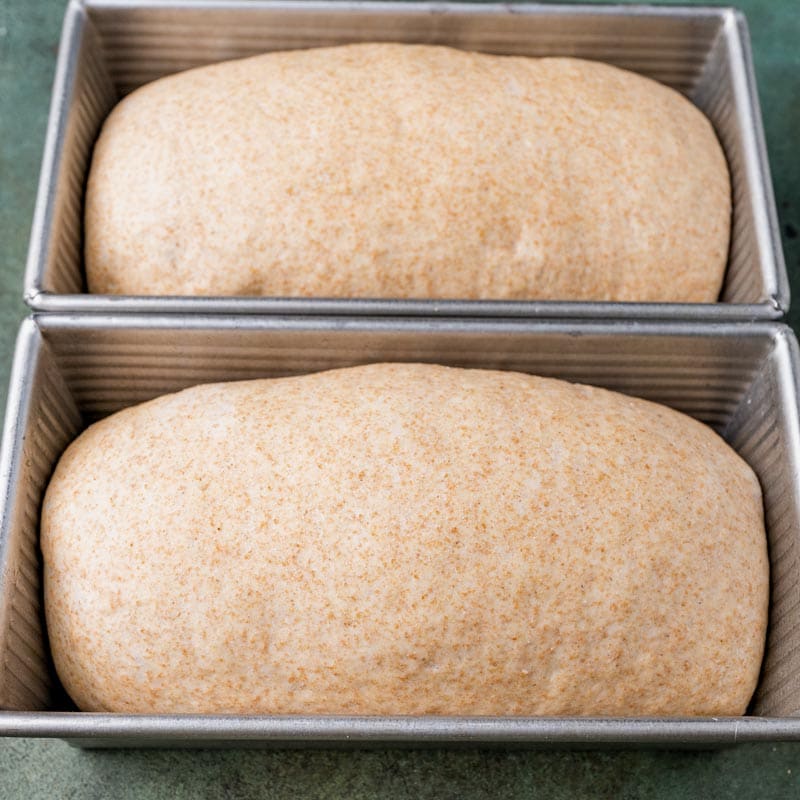 whole wheat bread dough in pans