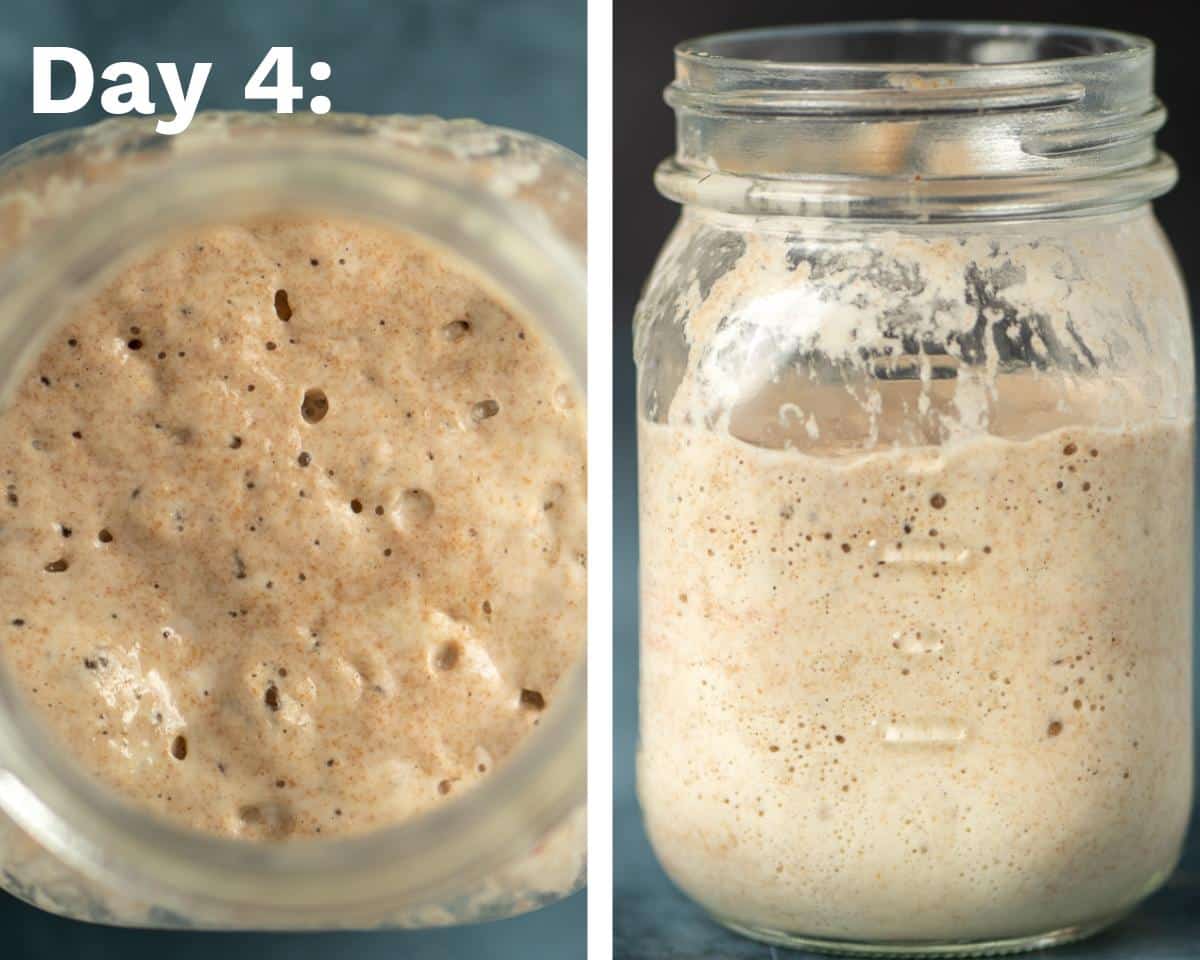 day 4 of sourdough starter process