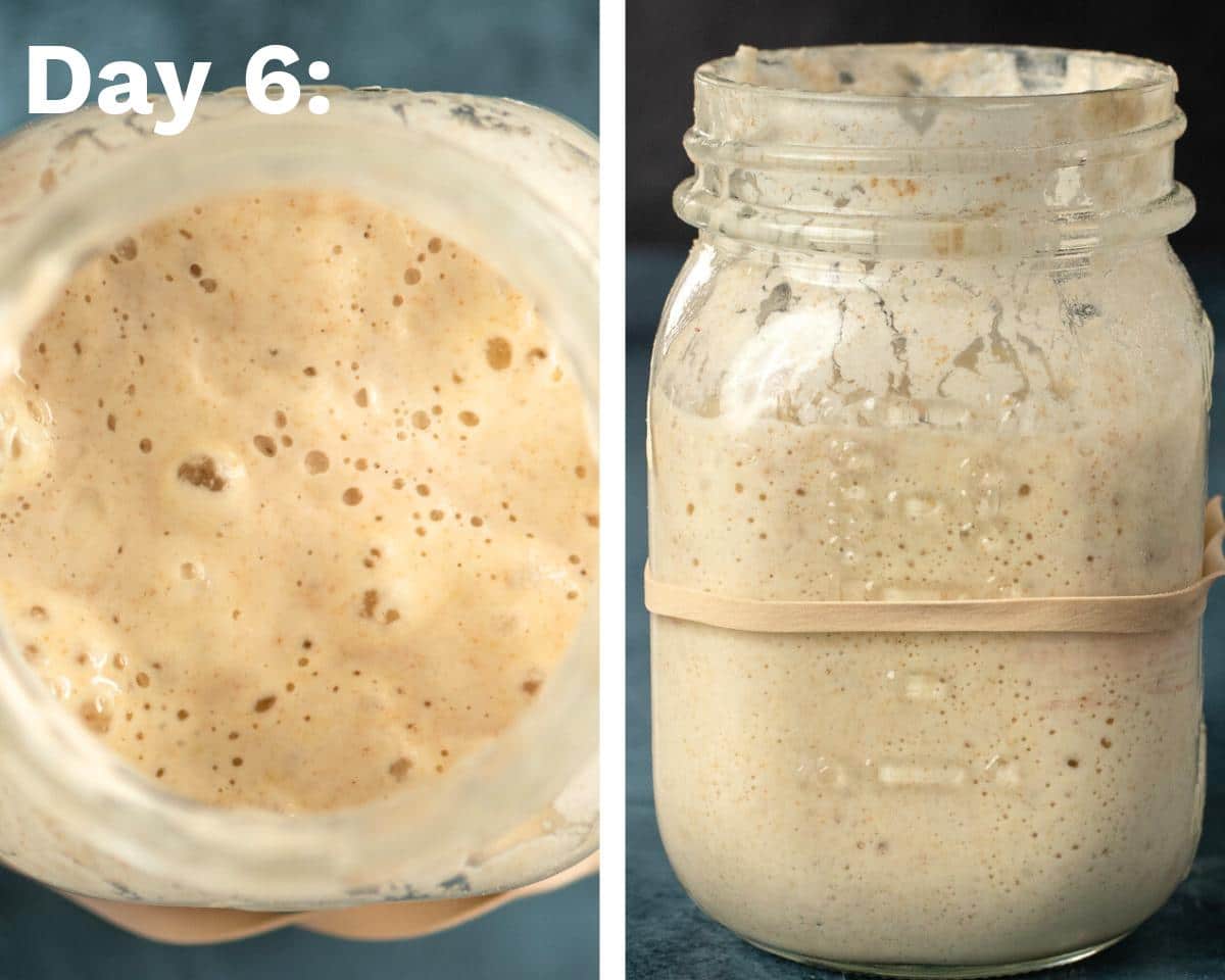 day 6 of sourdough process